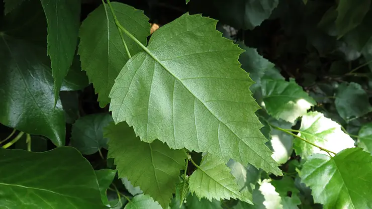 Leaf of B. pendula (Hobern, 2014)