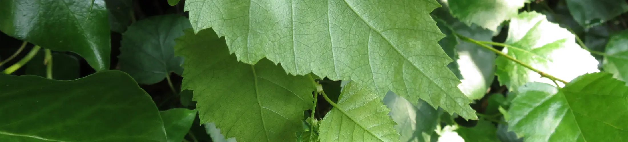 Photos of green leaves that have spiky tips.