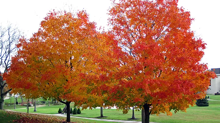 Full plant, Acer saccharum (St. John, 2014)