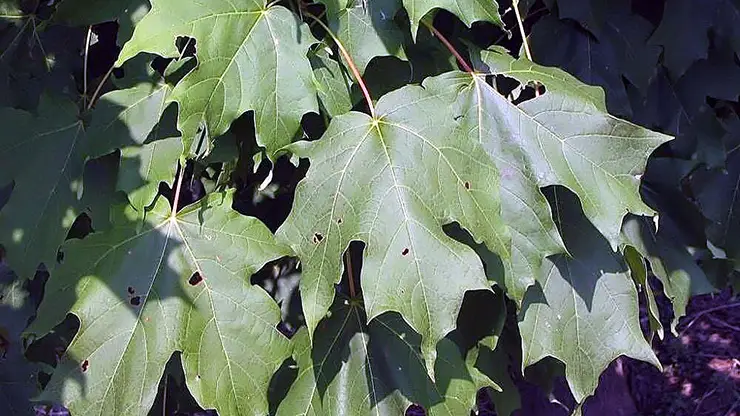 Leaves, Acer saccharum (Stang, 2005)