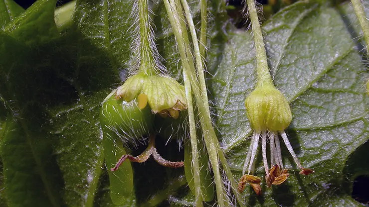 Female pistillate (left) and male staminate (right) flowers of Acer saccharum (Davidse, 2008)