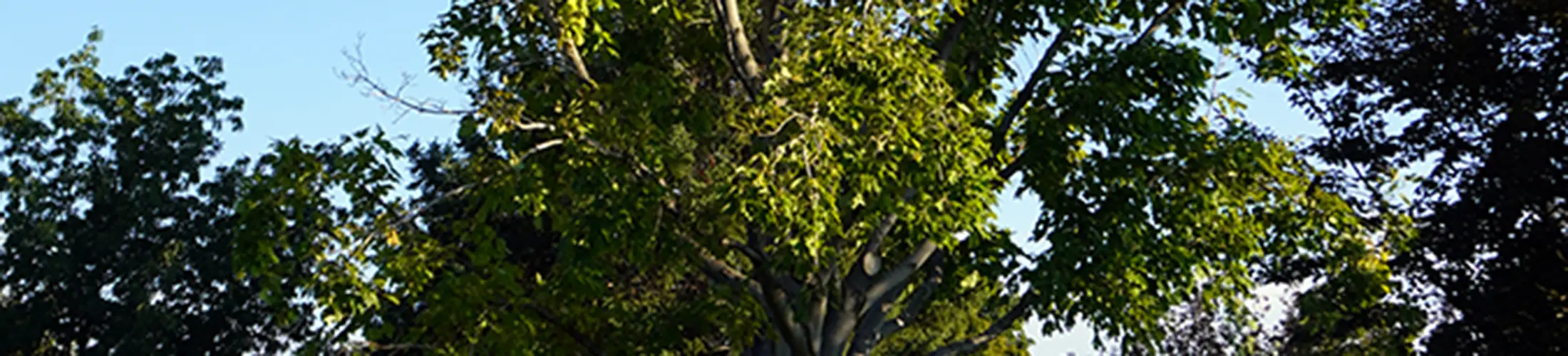 Image of a green tree.