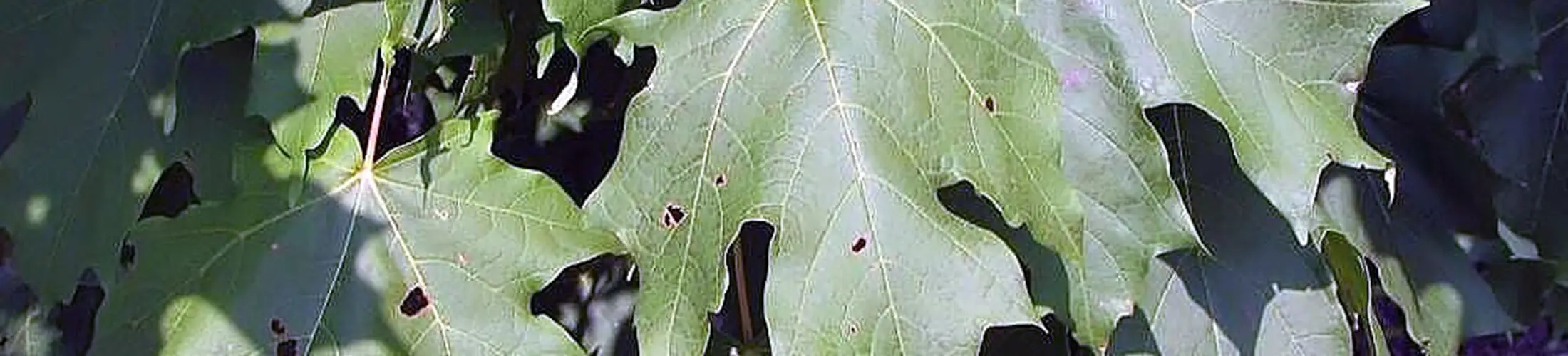 Leaves, Acer saccharum (Stang, 2005)