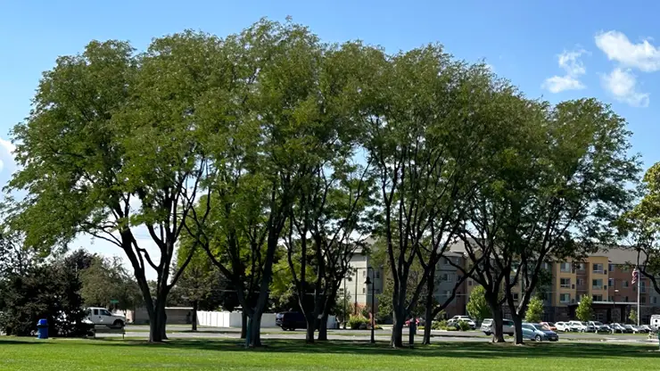Honey Locust Tree cover image