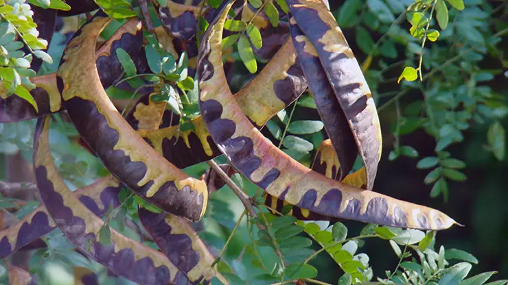 Pods of Gleditsia triacanthos (Bonner, 2010)