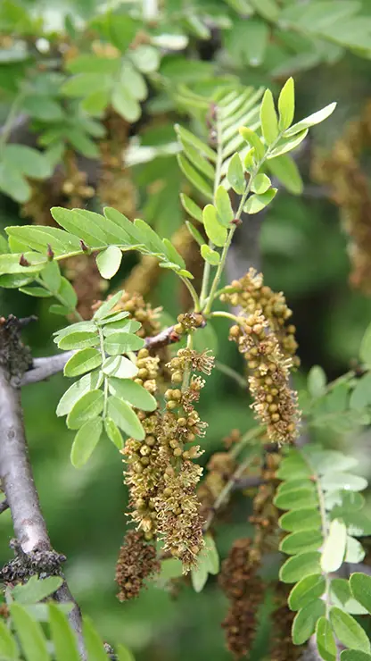 Flowers of Gleditsia triacanthos (Vidéki, 2009)