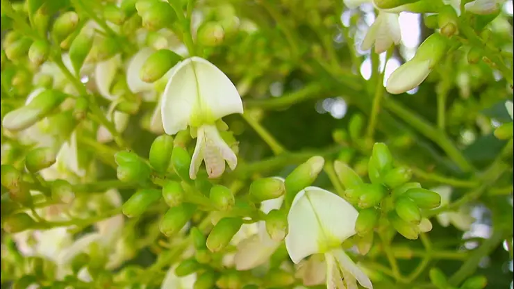 Flowers of Styphnolobium japonicum (Herrero, 2011)
