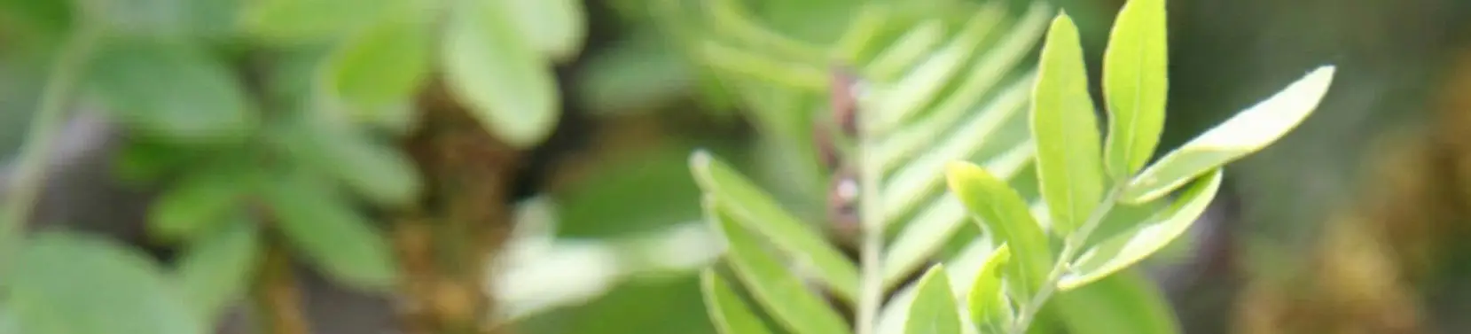 Flowers of Gleditsia triacanthos (Vidéki, 2009)
