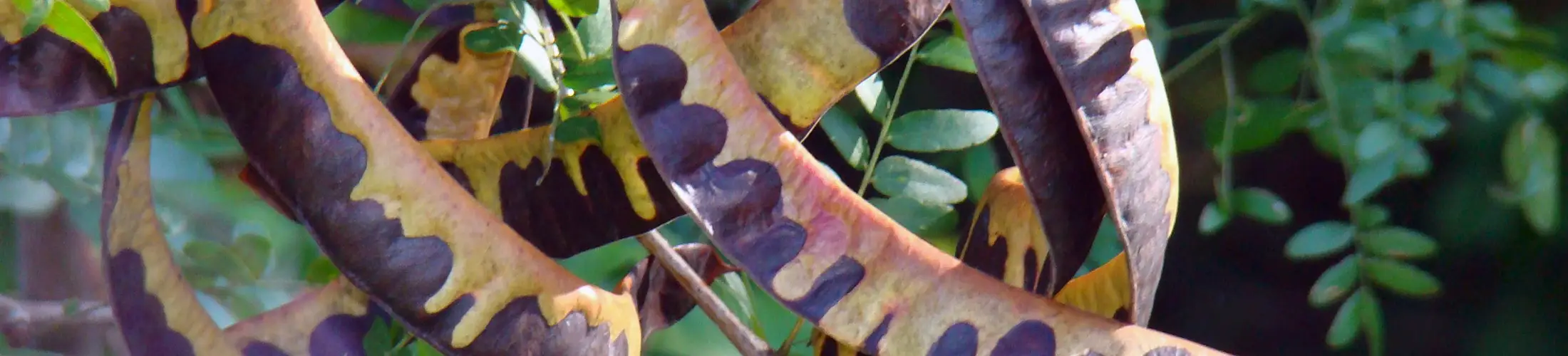 Pods of Gleditsia triacanthos (Bonner, 2010)