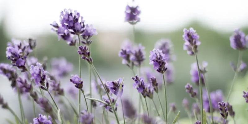 Picture of lavender flowers in a field.